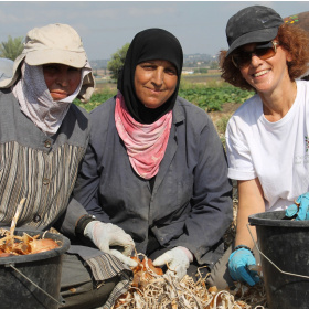 A picture of three women in a crop field looking at the camera and smiling, with onions in their hands and buckets of onions in front of them. Two women have their hair covered and one is just wearing a baseball hat.