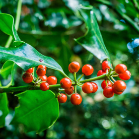 A close up shot of a tree branch with bright red berries on it