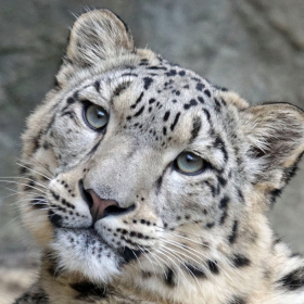 A close up headshot of a snow leopard.