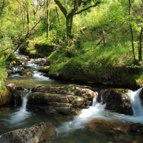 A picture of a fast running stream in a lush green environment.