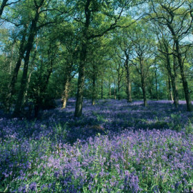 A picture of a wood with tall trees and the floor is coved in purple bluebells.