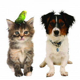 A picture of a cat and dog side by side, the cat has a small green budgie on its head.