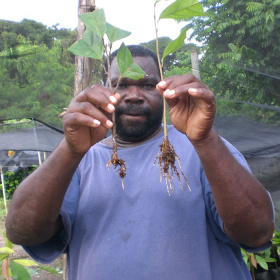 A man is looking directly at the camera and holding up two cocoa saplings, one in each hand.
