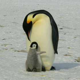 A picture of a King Emperor penguin bending its face down towards its small grey baby, which is sat in front of it with its flippers out.
