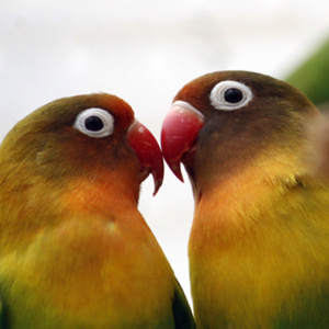 A close up photo of two colourful birds facing each other and touching their beaks.