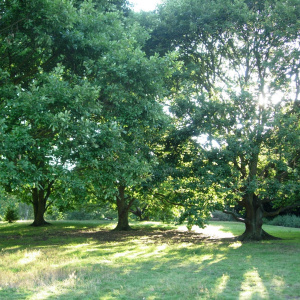 A field with three very large trees growing in the middle, the sun is shining through the branches of the trees.