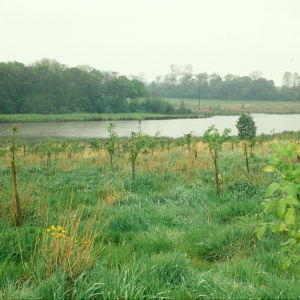 A picture of a field with saplings growing and behind it a wide river, with more fields and bigger trees in the background on the other side.