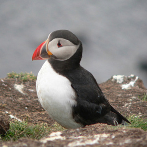 A picture of a puffin sitting on a patch of dirt.