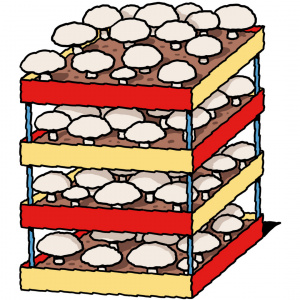 A cartoon drawing of a four shelves containing soil and lots of white mushrooms growing.