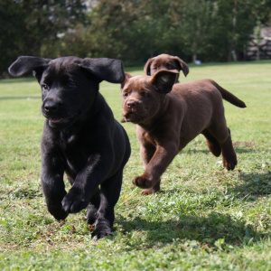 A picture of 3 young Labrador puppies in a field running towards the camera, the puppy in the front is black and the two behind are brown.