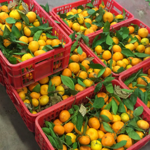 A picture of several red crates filled with oranges, with the stems and green leaves still attached.