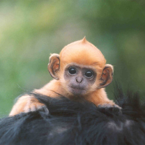 A close up shot of an orange baby monkey, clinging on to the black hair of another monkey.