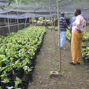 A picture showing a cocoa farm with young cocoa saplings, there is a woman stood looking at the saplings and two men visible behind her.