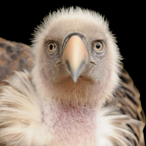 White-backed Vulture (c)Kokai Zsuzsanna