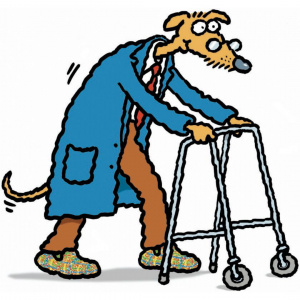 A cartoon drawing of an old dog, wearing a shirt and tie, trousers, slippers and a blue dressing gown and walking using a walking frame to lean on.