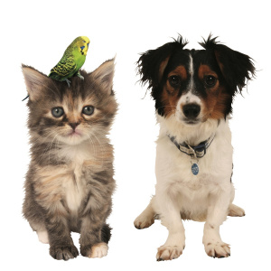 A picture of a cat and dog side by side, the cat has a small green budgie on its head.