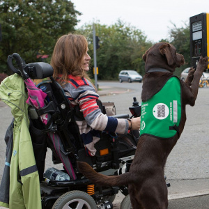 A woman in a wheelchair is at a road crossing and her guide dog is next to her with its front paws on the pedestrian crossing button.