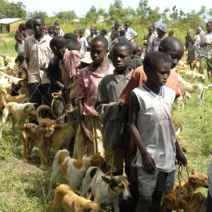 A line of children and young people are stood in a field, each one holding a string tied to one or two dogs.