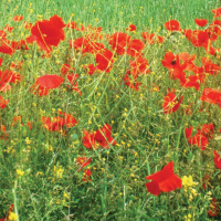 A close up picture of dense grass with lots of poppies growing and some small yellow flowers.