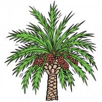 A cartoon drawing of a date palm with dates growing around the top of the trunk.