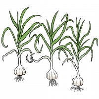 A cartoon drawing of three garlic  bulbs with roots coming out of the bottom and long green stems coming out of the top.