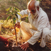 A picture of an elderly man with white hair and a white beard crouched down in front of a sapling, which he is watering from a small plastic tub.
