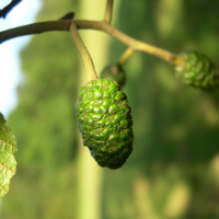 A close up photo of a green bud growing on a tree.