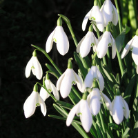A square Christmas card showing a close up picture of white snowdrop flowers, on a black background.