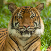 A close up picture of a tiger, who is lying down.