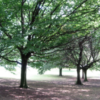 A picture of several trees, with large branches and lots of leave, spread out in a field.