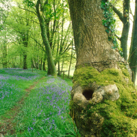 A picture of a large moss and ivy covered oak tree trunk. In the background you can see more trees and the ground is covered in green grass and dotted with bluebells.
